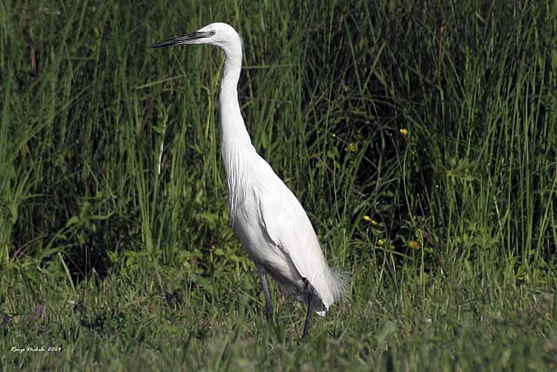 Renzo-Garzetta-Egretta garzetta